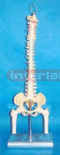 MIDDLE ADVANCED HUMAN VERTEBRAL MODEL